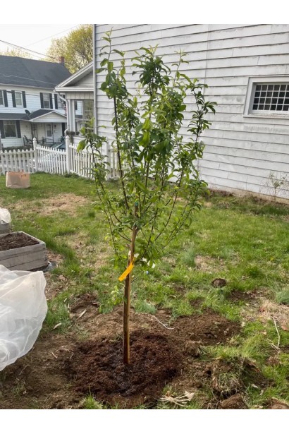 Слива домашня Амерс посадка